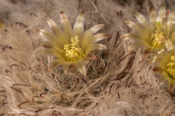 Flowing Powder Puff Cactus Mammmilaria Bocasana — 스톡 사진