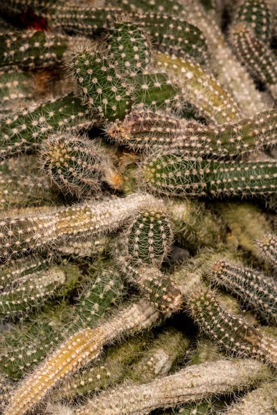 Mogyoró Kaktusz Echinopsis Chamaecereus Hajtásai — Stock Fotó