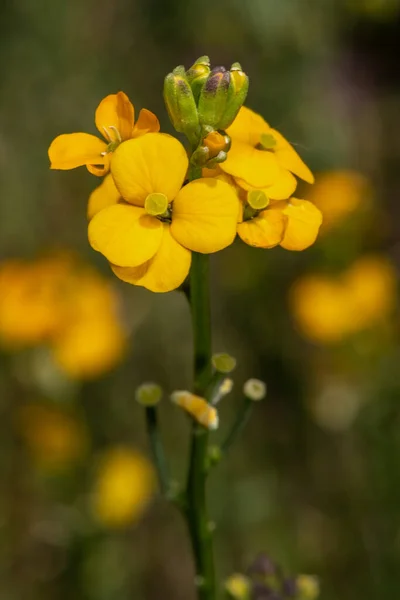 Virágok Wallflower Plant Eriza Hibrid Ragyogó Narancs — Stock Fotó