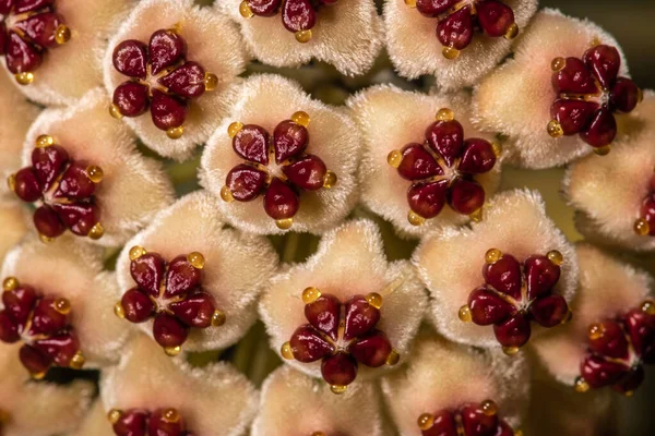 Λουλούδια Της Αγαπημένης Hoya Hoya Kerrii Variegata — Φωτογραφία Αρχείου