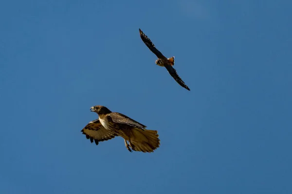 Halcón Cola Roja Buteo Jamaicensis Perseguido Por Cernícalo Americano Falco —  Fotos de Stock