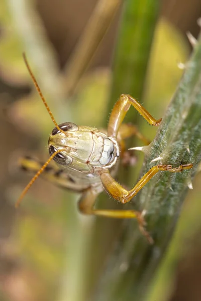 Gafanhoto Duas Riscas Melanoplus Bivittatus — Fotografia de Stock