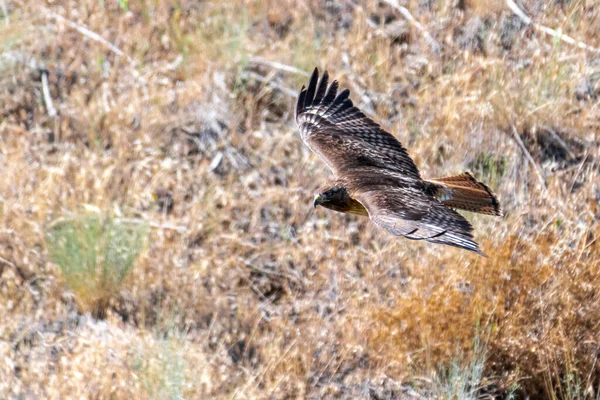 Gliding Buse Queue Rouge Buteo Jamaicensis — Photo