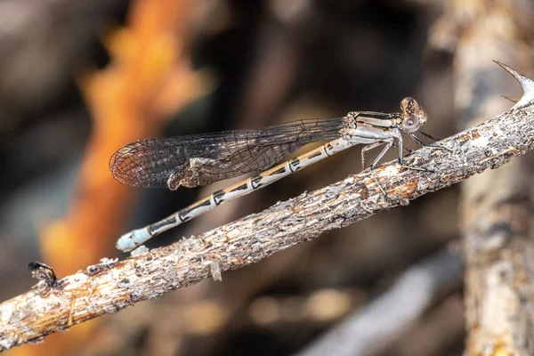 Bailarina Viva Femenina Argia Vivida Damselfly — Foto de Stock