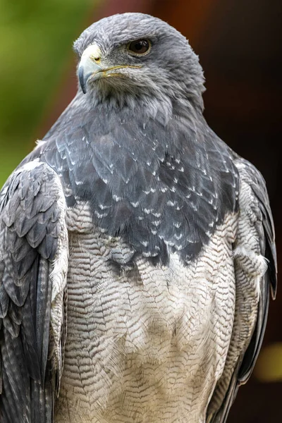 Aigle Poitrine Noire Geranoaetus Melanoleucus — Photo