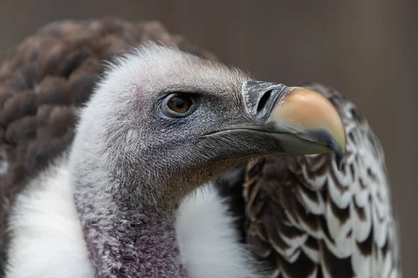 Portrait Vautour Dos Blanc Gyps Africanus — Photo