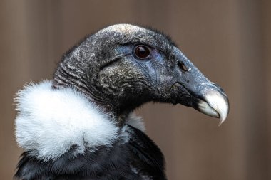 Juvenile And Akbabası Portresi (Vultur gryphus)