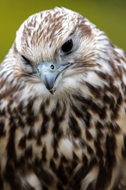 Genç Laggar Falcon 'un Portresi)