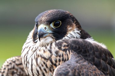 Genç Peregrine Falcon 'un Portresi (Falco peregrinus)
