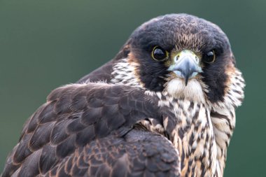 Genç Peregrine Falcon 'un Portresi (Falco peregrinus)