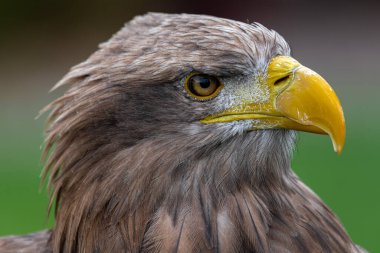 Beyaz kuyruklu Kartal Portresi (Haliaeetus albicilla)