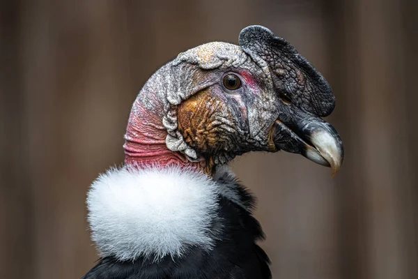 Retrato Del Cóndor Andino Vultur Gryphus — Foto de Stock