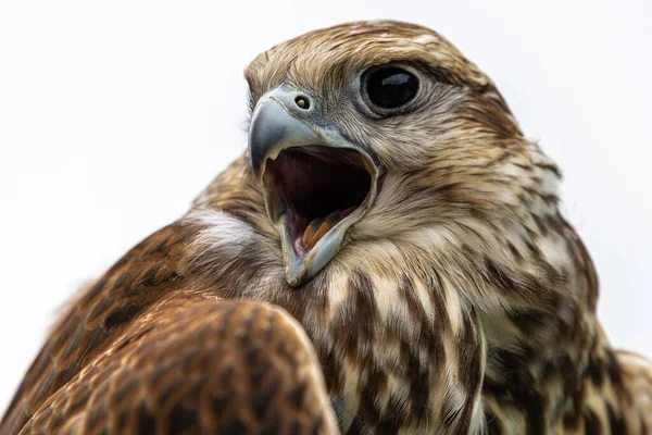 Portrait Jeune Faucon Laggar Falco Jugger — Photo