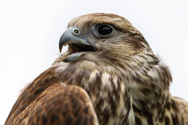 Portrait Jeune Faucon Laggar Falco Jugger — Photo