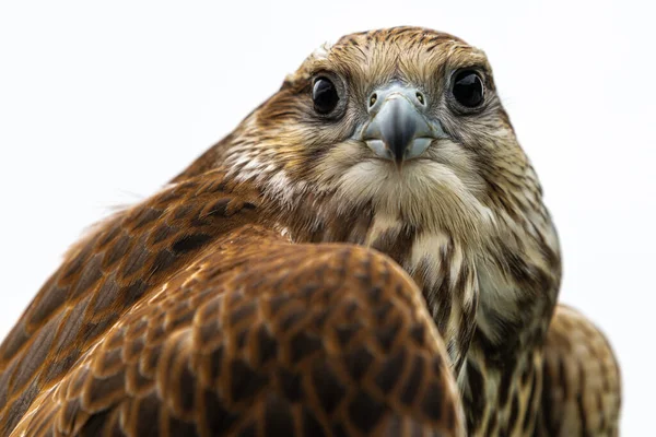Fiatal Laggar Falcon Falco Jugger Portréja — Stock Fotó
