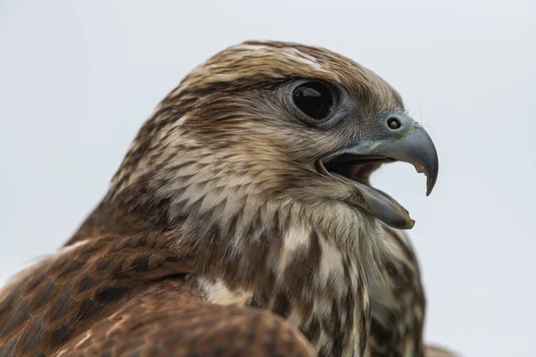 Portrait Young Laggar Falcon Falco Jugger — Stock Photo, Image