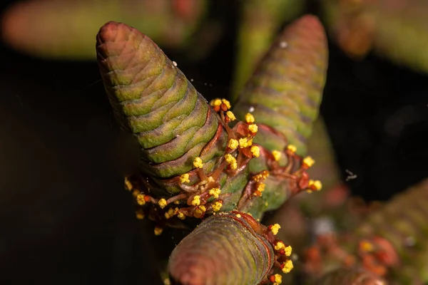 Pollen Männlicher Zapfen Aus Welwitschia Welwitschia Mirabilis — Stockfoto
