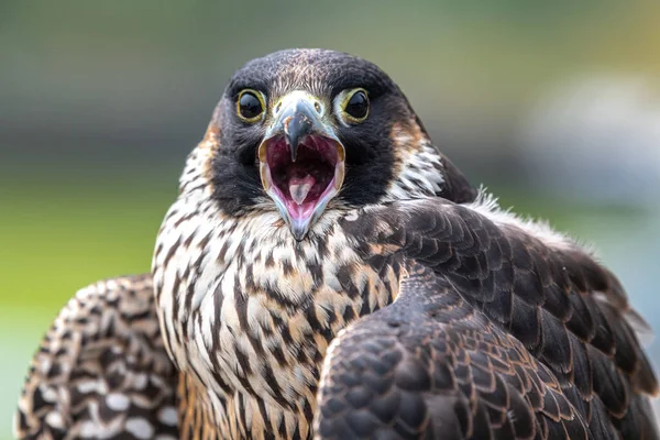 Porträtt Unge Peregrine Falcon Falco Peregrinus — Stockfoto