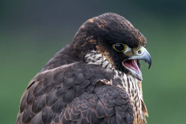 Retrato Falcão Peregrino Jovem Falco Peregrinus — Fotografia de Stock