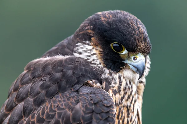 Sólyom Falco Peregrinus Portréja — Stock Fotó