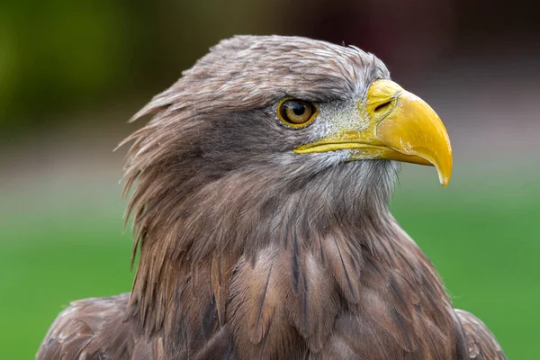 Portrait Aigle Queue Blanche Haliaeetus Albicilla — Photo