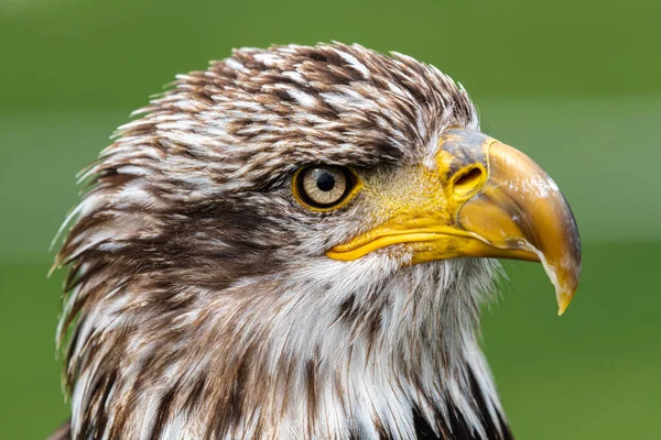 Retrato Águia Calva Jovem Haliaeetus Leucocephalus — Fotografia de Stock