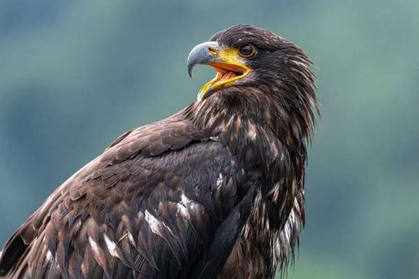 Águia Calva Juvenil Haliaeetus Leucocephalus — Fotografia de Stock