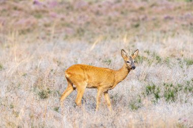 Avrupa Roe Geyiği (Capreolus capreolus), Buck