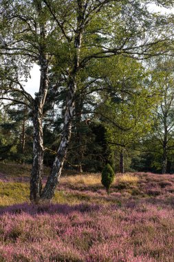 Bad Fallingbostel, Almanya 'da Heathland