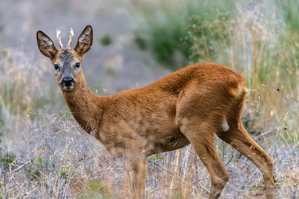 European Roe Deer Capreolus Capreolus Buck — 스톡 사진