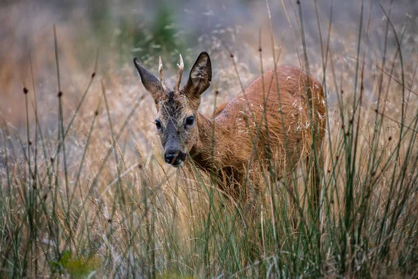 Europees Roe Deer Capreolus Capreolus Buck — Stockfoto