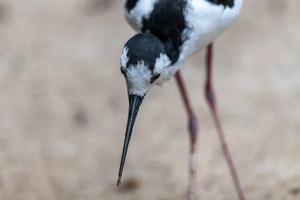 Portrait Black Necked Stilt Himantopus Mexicanus — Stock Photo, Image