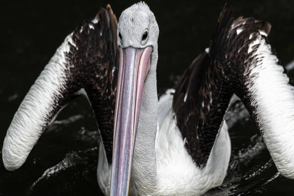 Retrato Del Pelícano Australiano Pelecanus Conspicillatus — Foto de Stock