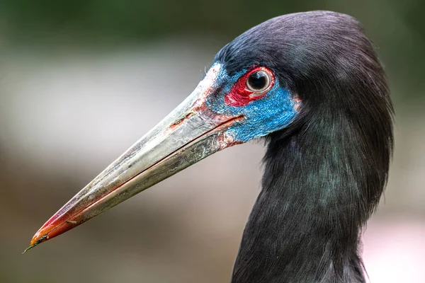 Abdim White Bellied Stork Ciconia Abdimii — стокове фото