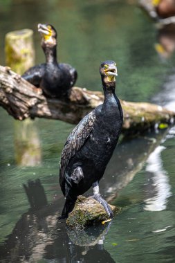 Çift tepeli Karabatak (Phalacrocorax auritus))