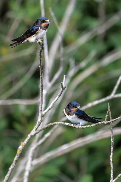 Амбар Ласточка Hirundo Rustica Дереве Германии — стоковое фото