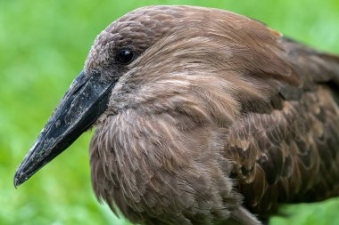 Hamerkop Portresi (Scopus umbretta)