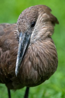 Hamerkop Portresi (Scopus umbretta)