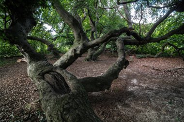 Dwarf Beech (Fagus sylvatica Tortuosa Grubu) Bad Nenndorf, Almanya
