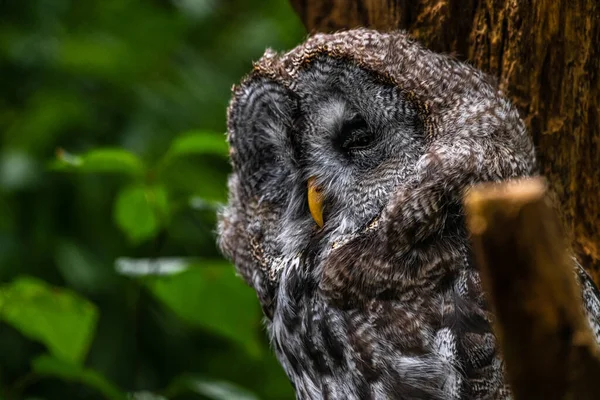 Graue Eule Strix Nebulosa — Stockfoto