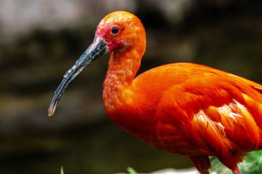 Kızıl Ibis 'in Portresi (Eudocimus ruber)