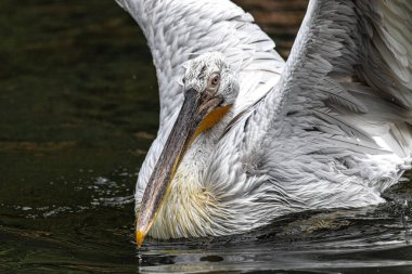Dalmaçyalı Pelikan Portresi (Pelecanus crispus)