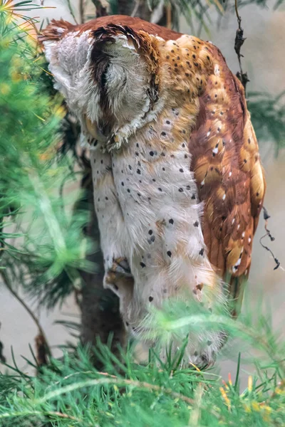 Sleeping Oriental Bay Owl Phodilus Badius — стокове фото