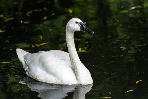 Úszó Trombitás Hattyú Cygnus Buccinator — Stock Fotó