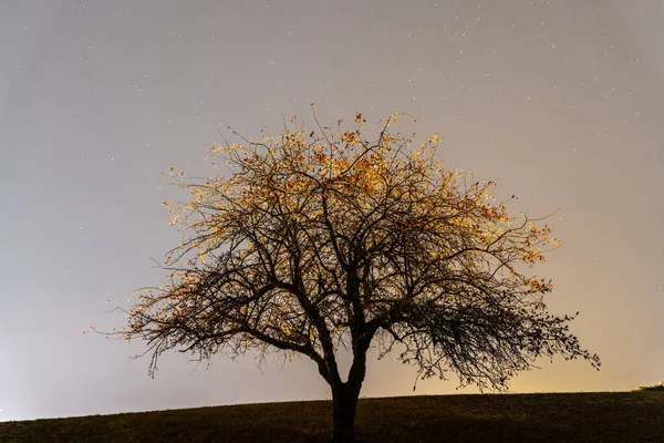 Дерево Вночі Зорями — стокове фото