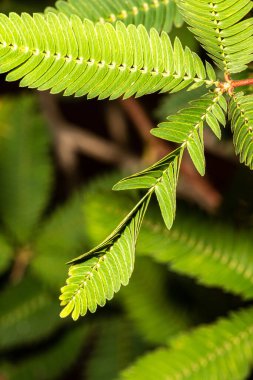 Mimosa Yaprağı (Mimosa pudica) dokunulduktan sonra