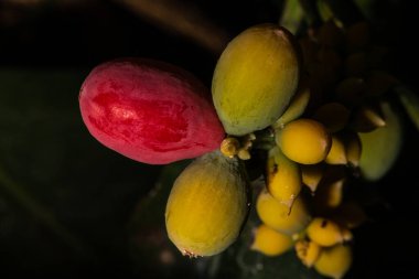 Melinjo 'nun Kadın Konileri (Gnetum gnemom))