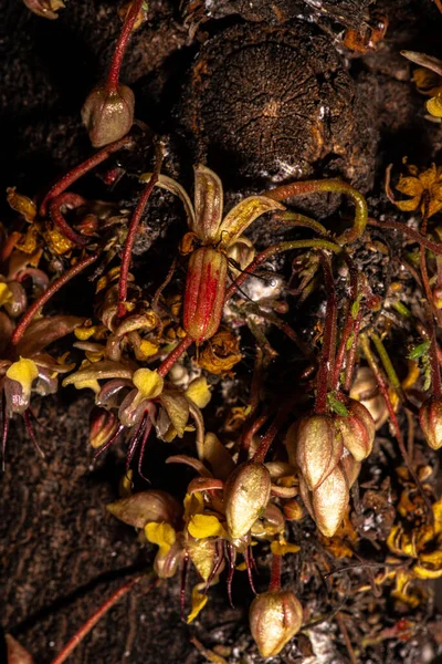 Flores Frutas Desenvolvimento Haste Uma Árvore Cacau Theobroma Cacao — Fotografia de Stock