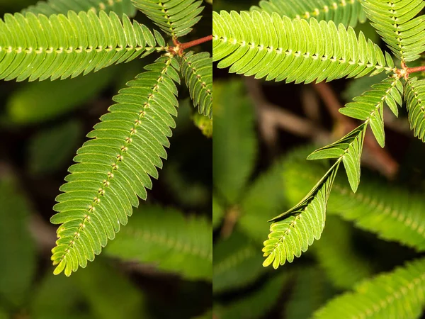 Shameplant Mimosa Pudica Leaf Left Half Right Half Touching Движение — стоковое фото