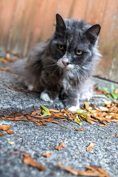 Grumpy Cat Sitting on the Ground